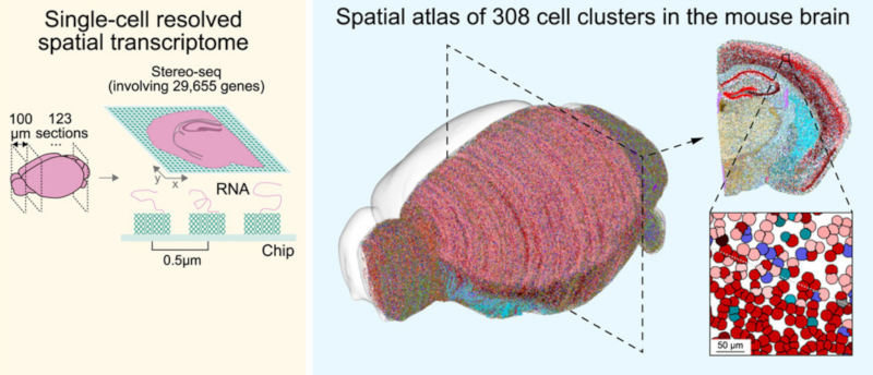 StereoSeq example
